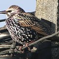 Szpak zwyczajny - Sturnus vulgaris . Data : 29.10.2010. Miejscowość : Piaski Wielkopolskie .