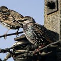 Szpak zwyczajny - Sturnus vulgaris . Data : 29.10.2010. Miejscowość : Piaski Wielkopolskie .