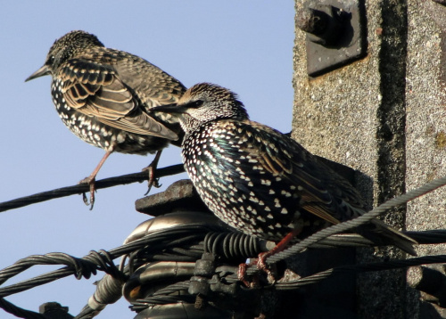 Szpak zwyczajny - Sturnus vulgaris . Data : 29.10.2010. Miejscowość : Piaski Wielkopolskie .