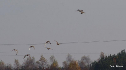 Sobota,popołudnie 5 godzin po oddaniu krwi #Parys #GildoWiernyDruh