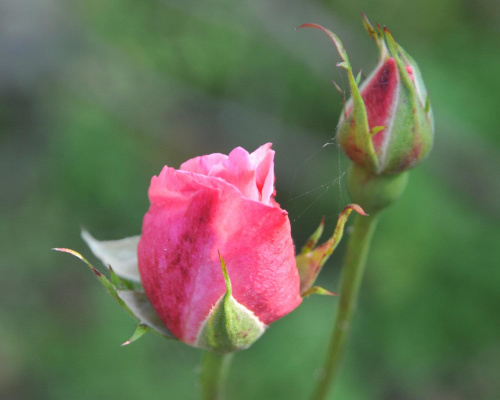 Jesienne róże różowe w ogrodzie