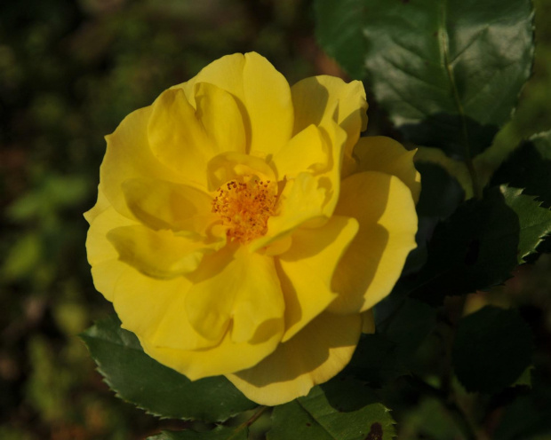 Róże żółte w jesiennym ogrodzie