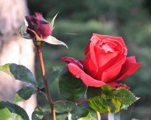 Jesienne czerwone róże w ogrodzie