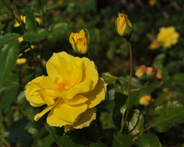 Róże żółte w jesiennym ogrodzie