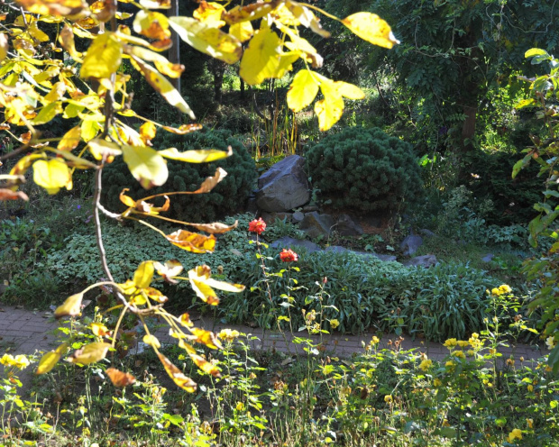 Jesienny ogród