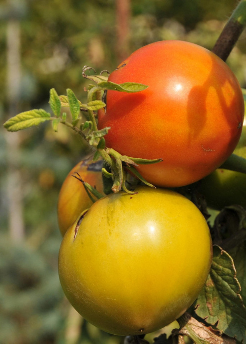 Pomidory ostatnie w ogrodzie