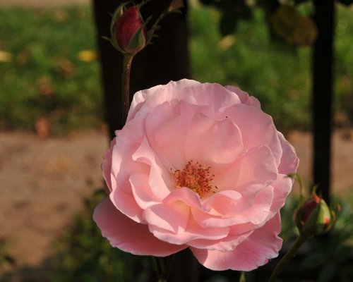 Jesienne róże różowe w ogrodzie