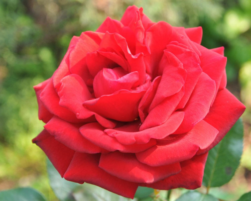 Jesienne czerwone róże w ogrodzie