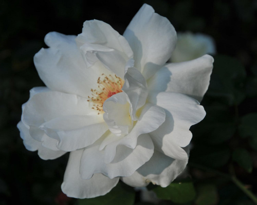 Jesienne białe róże