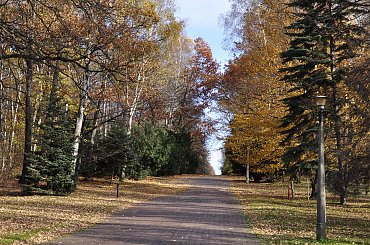 jesień #lasek #park #liście #drzewa #jesień