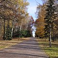 jesień #lasek #park #liście #drzewa #jesień