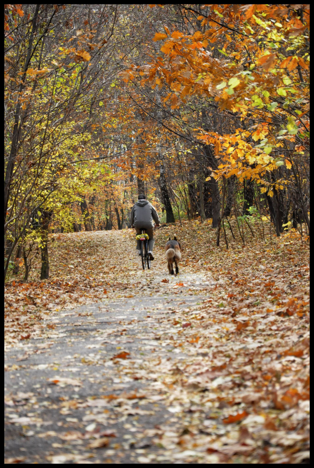 jesień #lasek #park #liście #drzewa #jesień #pies #psy