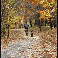 jesień #lasek #park #liście #drzewa #jesień #pies #psy