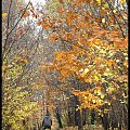 jesień #lasek #park #liście #drzewa #jesień