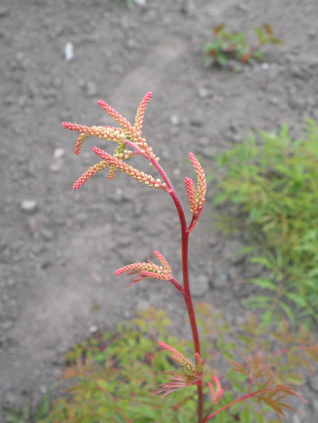 Aruncus dioicus 'Horatio'