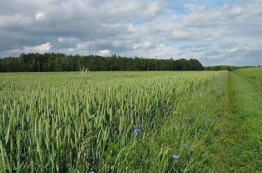 w polu #zboże #pole #PolnaDroga #las #niebo
