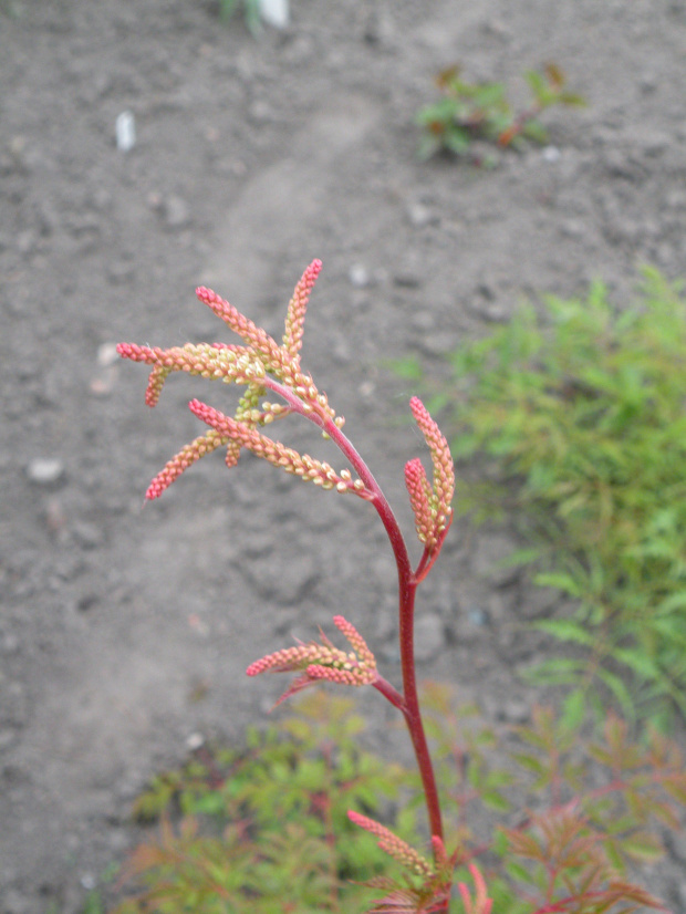 Aruncus dioicus 'Horatio'