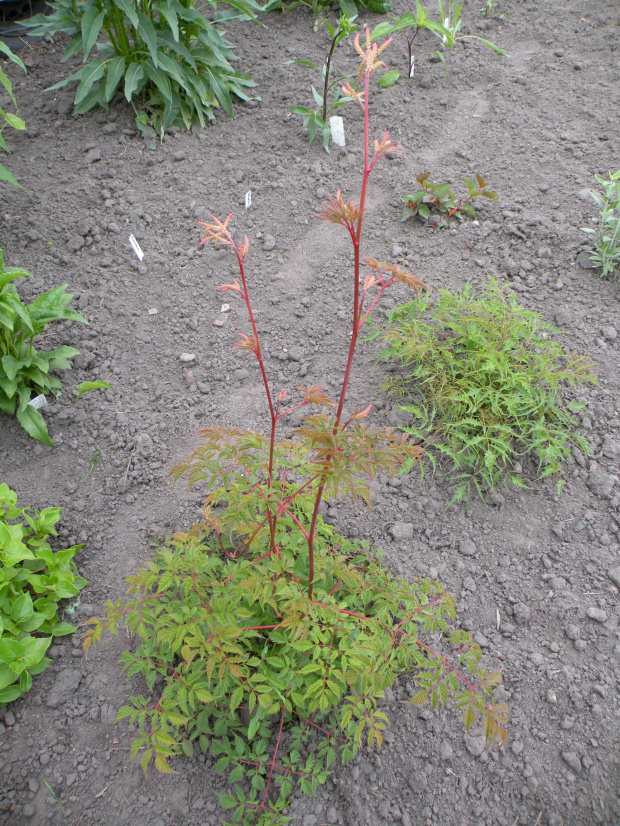 Aruncus 'Horatio'