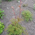 Aruncus 'Horatio'