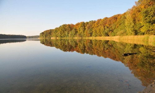 Jezioro Góreckie otoczone lasami w całej swojej urodzie jesiennej