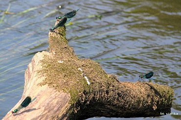 świtezianka ??? #owady #ważki