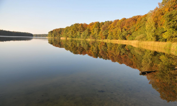 Jezioro Góreckie otoczone lasami w całej swojej urodzie jesiennej