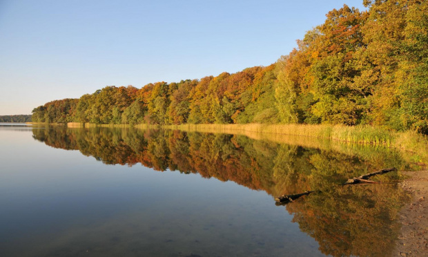 Jezioro Góreckie otoczone lasami w całej swojej urodzie jesiennej