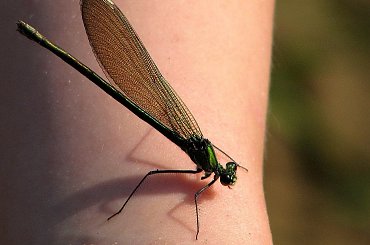 świtezianka ??? #owady #ważki