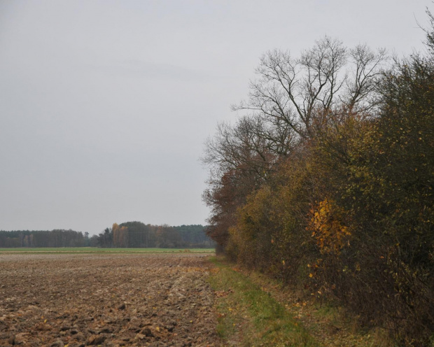 Jesień na wsi wielkopolskiej - Witowo