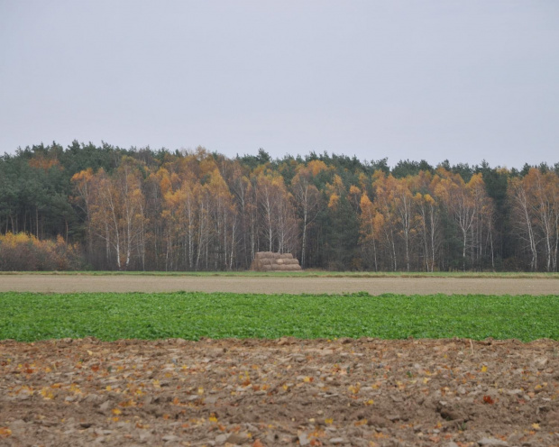 Jesień na wsi wielkopolskiej - Witowo