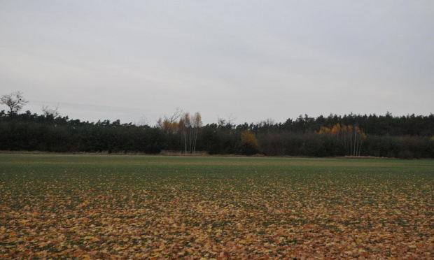 Jesień na wsi wielkopolskiej - Witowo