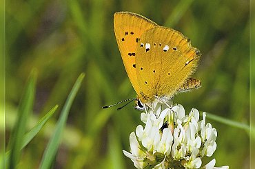 czerwończyk dukacik _ _ _Lycaena virgaureae #CzerwończykDukacik