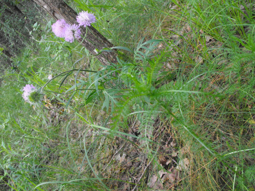 Ekotrasa