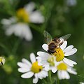 ta co miodzik na sniadanko nam robi:)) #pszczoly #owady #macro