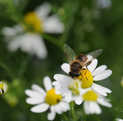 ta co miodzik na sniadanko nam robi:)) #pszczoly #owady #macro