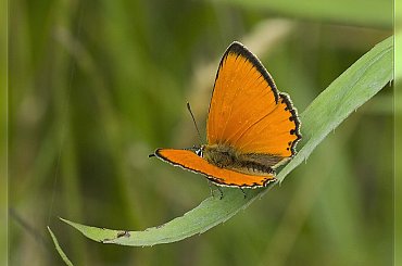 czerwończyk dukacik _ _ _Lycaena virgaureae #CzerwończykDukacik