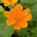 Trollius chinensis 'Golden Queen'