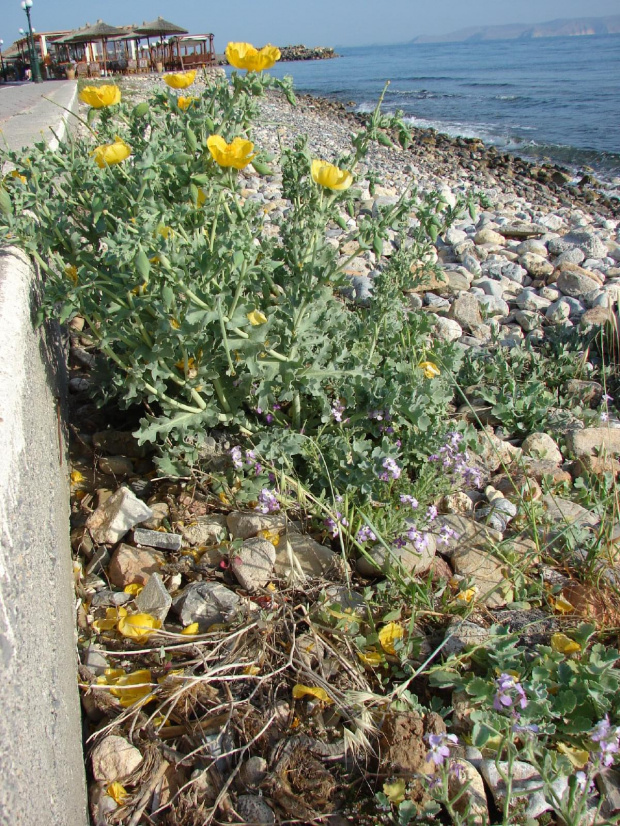 Kato Gouves roślinki nad zatoką #KatoGouves #Kreta #morze #plaże #Sevini #Grecja #zatoka #kozy