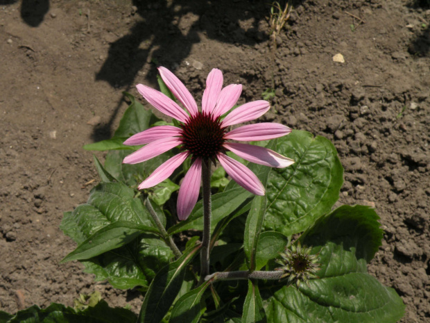 Echinacea Prairie Splendor