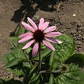 Echinacea Prairie Splendor