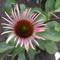 Echinacea 'Pica Bella'