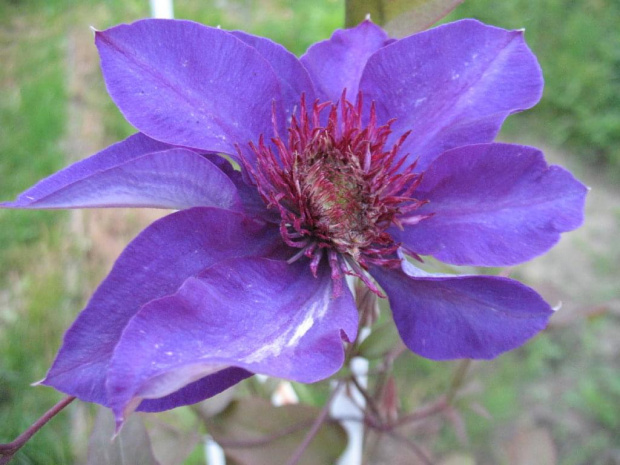 powojnik (clematis)