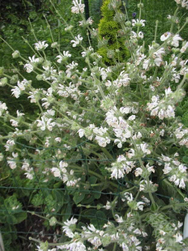 pelargonia omszona