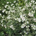 pelargonia omszona