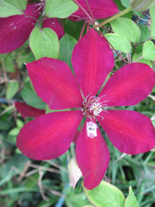 powojnik (clematis)