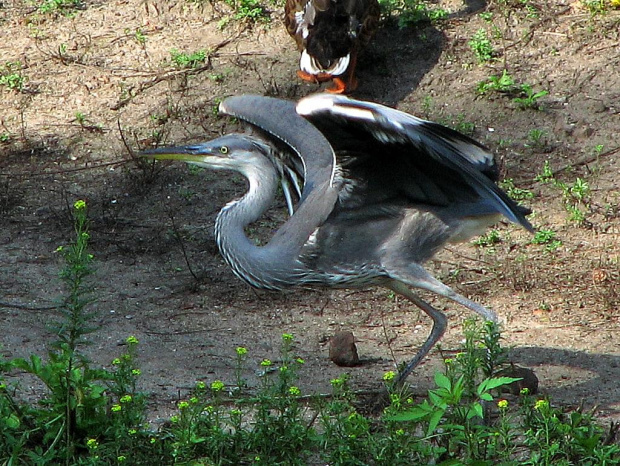 #zoo #wrocław #zwierzęta