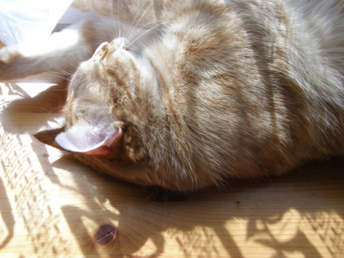 Ja nie śpię,ja się wyleguję :)) #kot #rudy #Albert #zwierzęta
