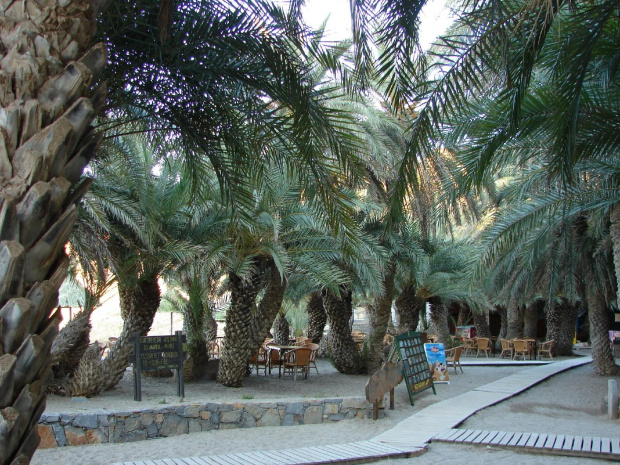słynna palmowa plaża w Vai na Krecie #Amoudara #Kavousi #Tourloti #MesaMouliana #Chamezi #AgiaFotia #PanagiaAkrotiriani #Vai #Itanos #Enmoupoli #Kreta #EccoHoliday #Sun24 #monastyry