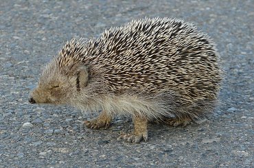 niespodziewany przechodzień - kret uszatek na Krecie #Amoudara #Kavousi #Tourloti #MesaMouliana #Chamezi #AgiaFotia #PanagiaAkrotiriani #Vai #Itanos #Enmoupoli #Kreta #EccoHoliday #Sun24 #monastyry