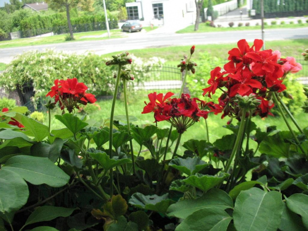 pelargonie